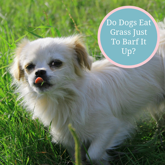 white dog with his tongue mid lick in a field of grass with the text Do Dogs Eat Grass Just To Barf It Up?