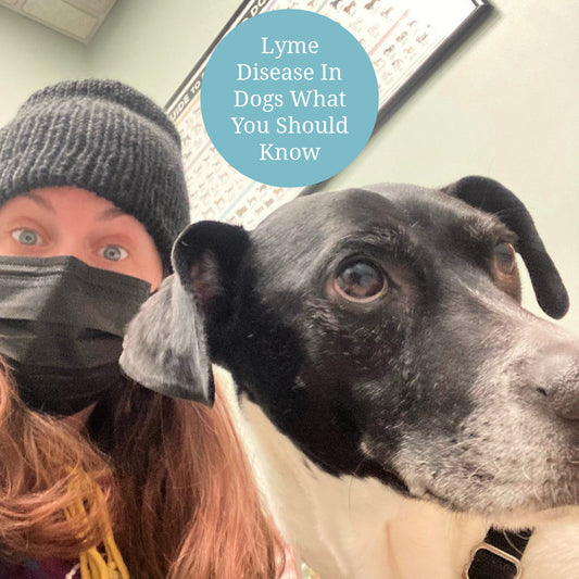 Lyme Disease In Dogs What You Should Know - Knot By Gran'ma blog post