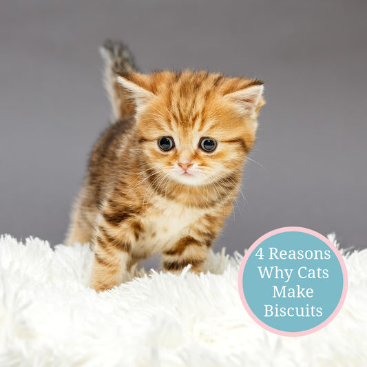 Calico tabby kitten cat kneading fluffy white blanket 