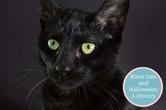 Black Cats and Halloween; A History - black cat with yellow green eyes