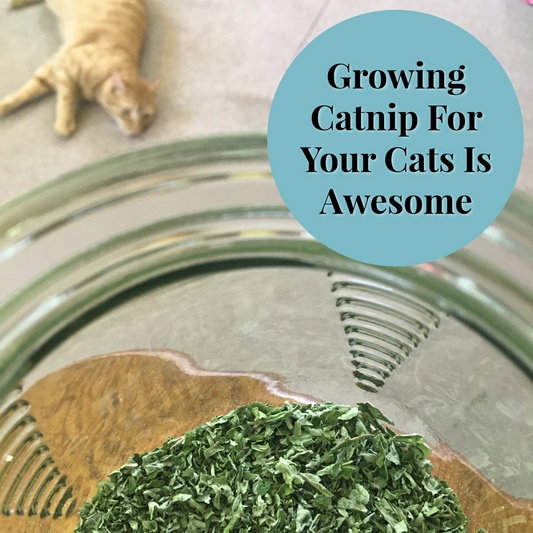 Photo of a cropped jar looking into the bottom, filled with catnip. An orange cat lays in the background and is out of focus. The words Growing Catnip For Your Cats Is Awesome in a teal circle in the upper right corner.