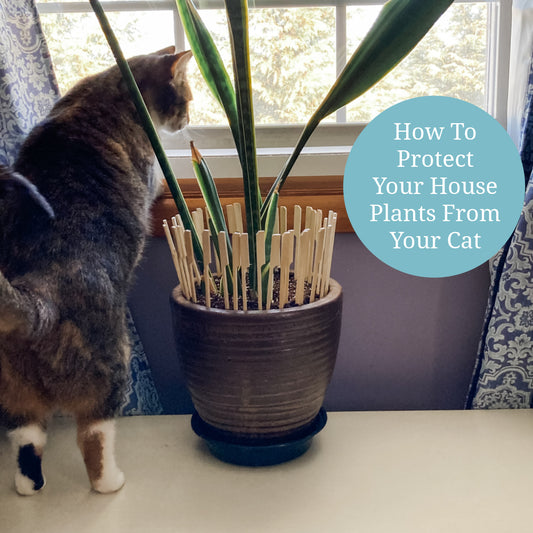 DIY How To Protect Your House Plants From Your Cat 