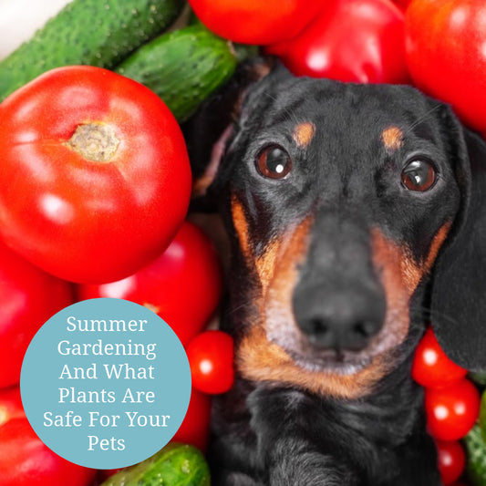 Summer Gardening And What Plants Are Safe For Your Pets