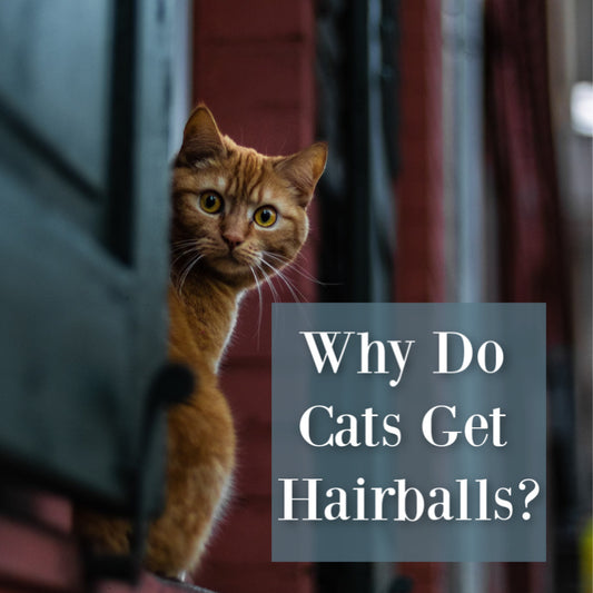 why do cats get hairballs orange cat graphic