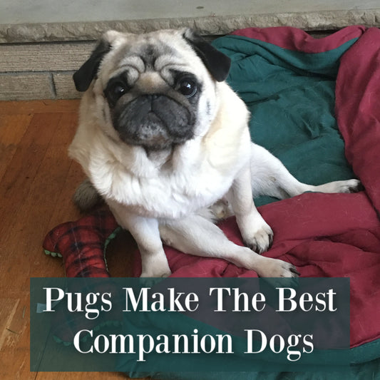 Pugs Make The Best Companion Dogs