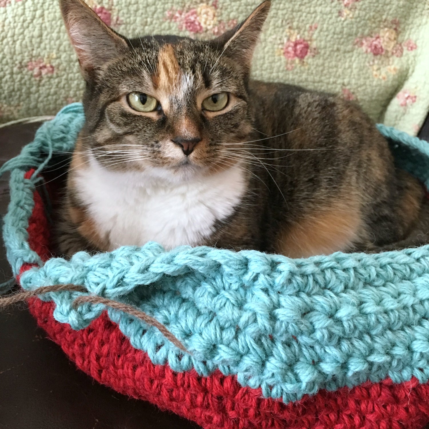 Calico Tabby Cat sitting in a non finished teal and red crocheted bowl shape