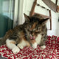Cat Mat Lush Lilac Sleeping Pad